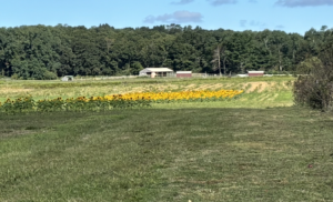 View of sunflower field at Waterdrinker, North Fork